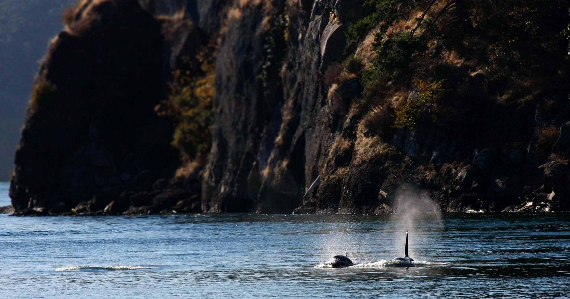 Killer whales surface in Active Pass.
