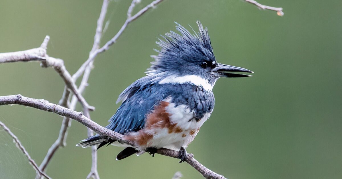 Belted kingfisher sits in a tree with their head plume looking very majestic.
