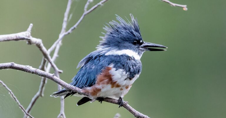 A chance to make your support for the protection of KELÁ_EKE Kingfisher Forest go further