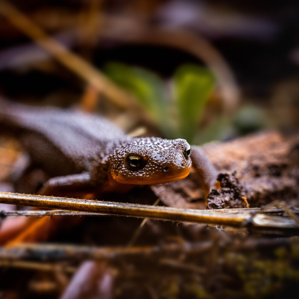 A Rough-skinned newt moves slowly over the forest floor.