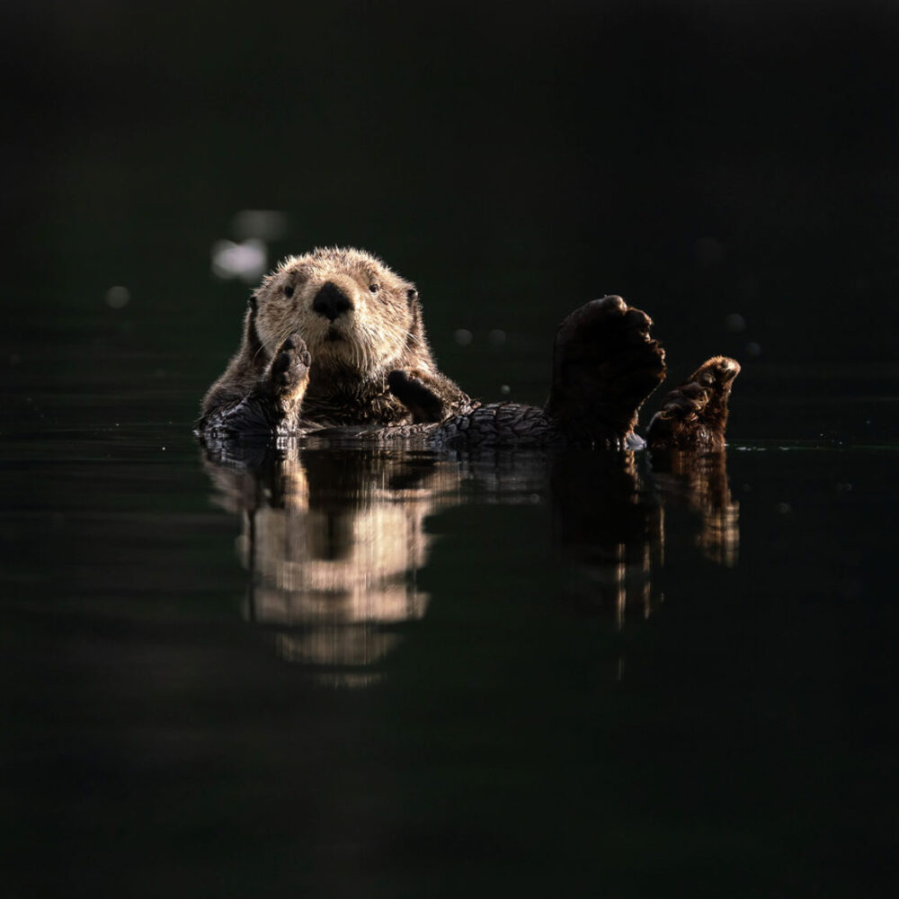 An otter lies in on their back in the water with their feet out of the water.
