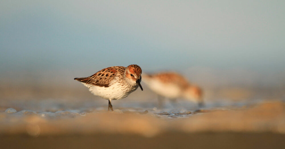 A sandpiper walks along the shoreline of the Fraser Estuary.