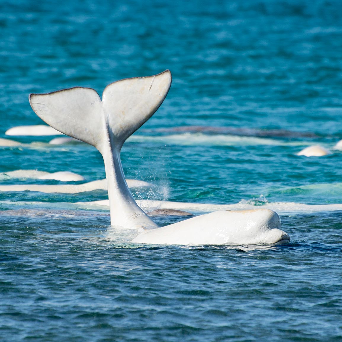 Pod of beluga whales in bright blue water.