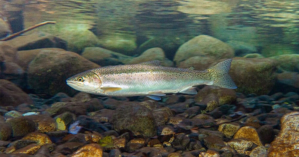 Steelhead salmon underwater in a river.