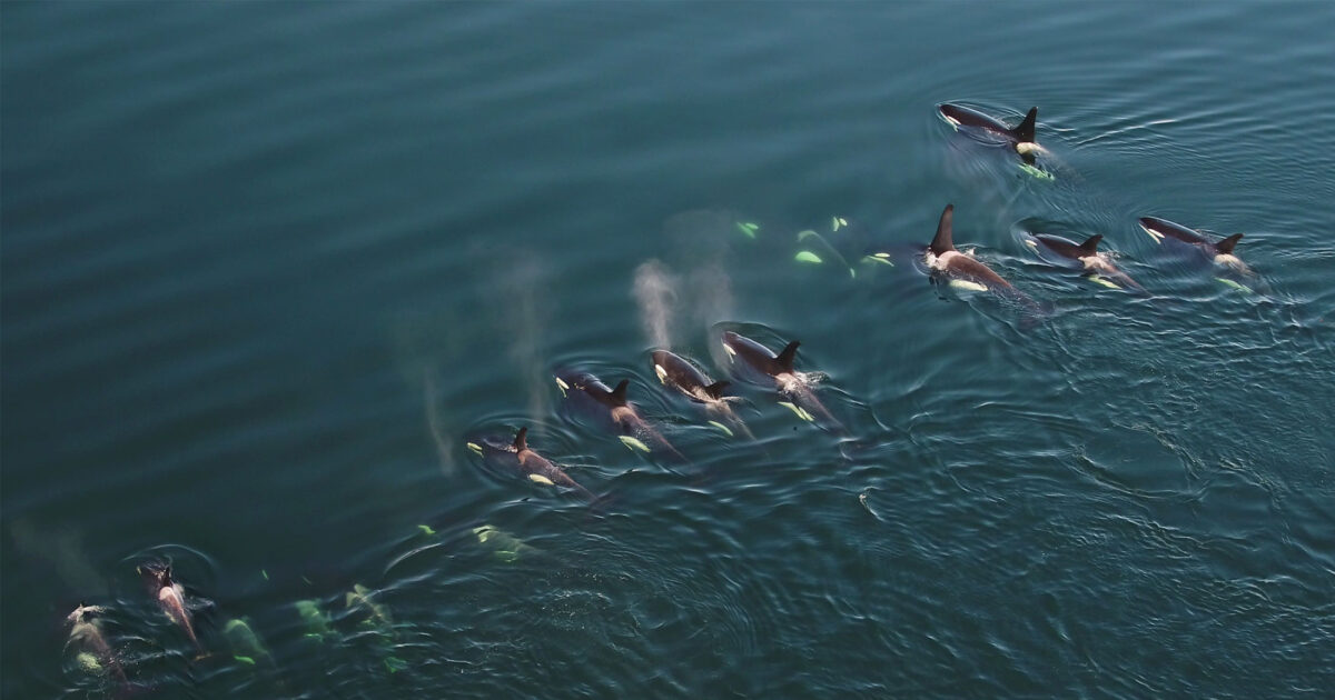 Pod of Northern Resident killer whales from a drone.