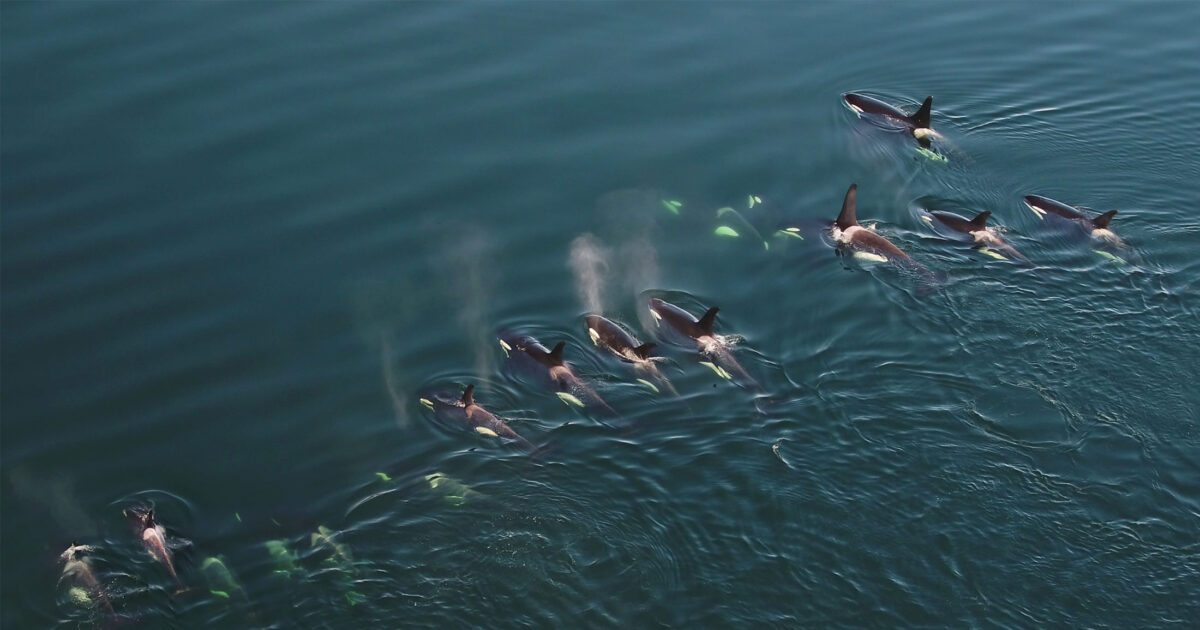 Pod of Northern Resident killer whales from a drone.