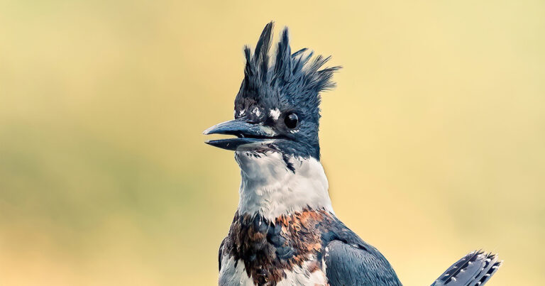 Close up of a Belted Kingfisher with trees in the background.