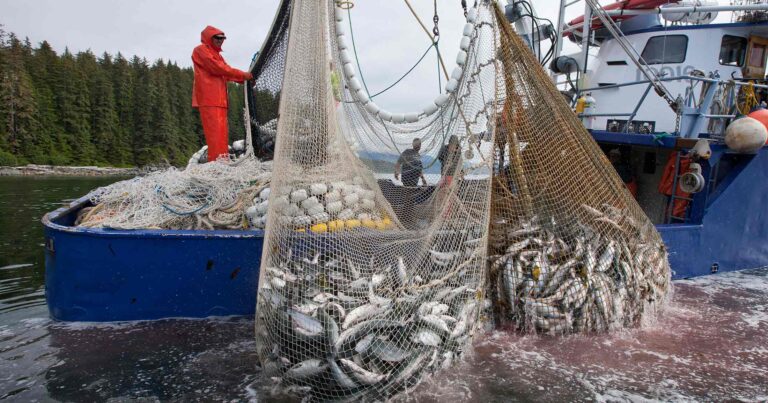 Fishing boat with lots of salmon in the nets.