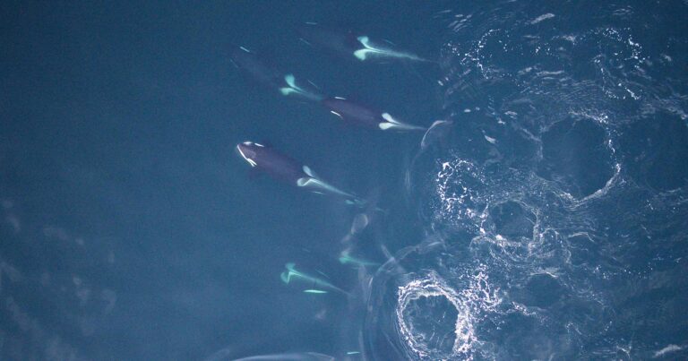 Birds eye view of a pod of killer whales.