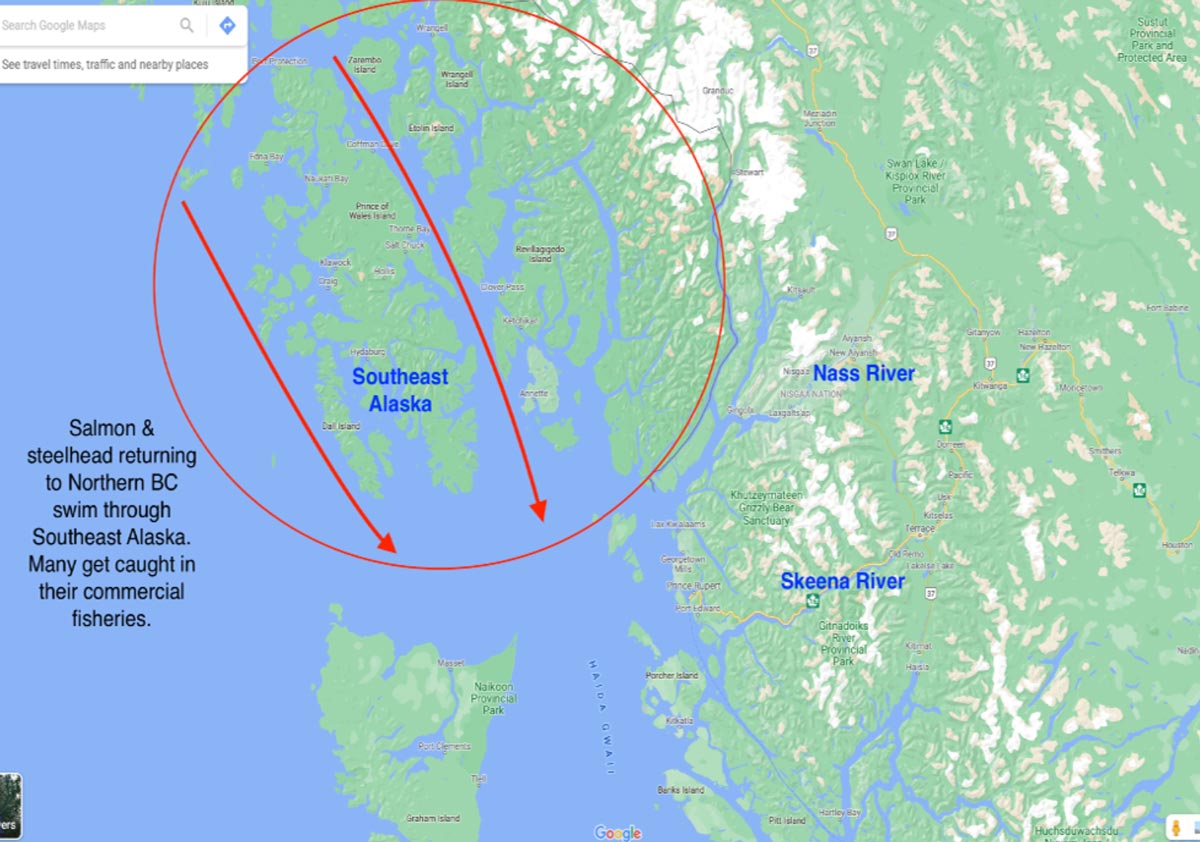 Routes for migrating Pacific salmon through Southeast Alaska.