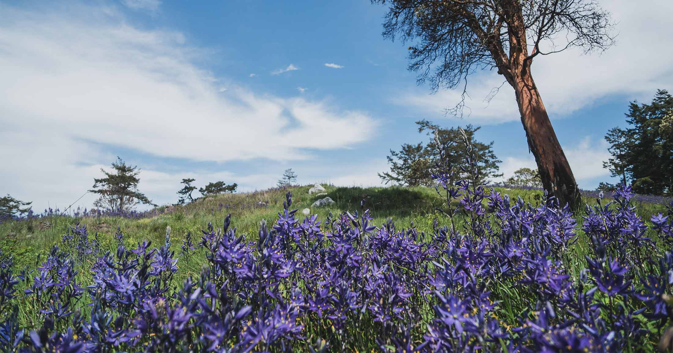 Purple camas flowers in a field on a sunny day with an arbutus tree in the background.
