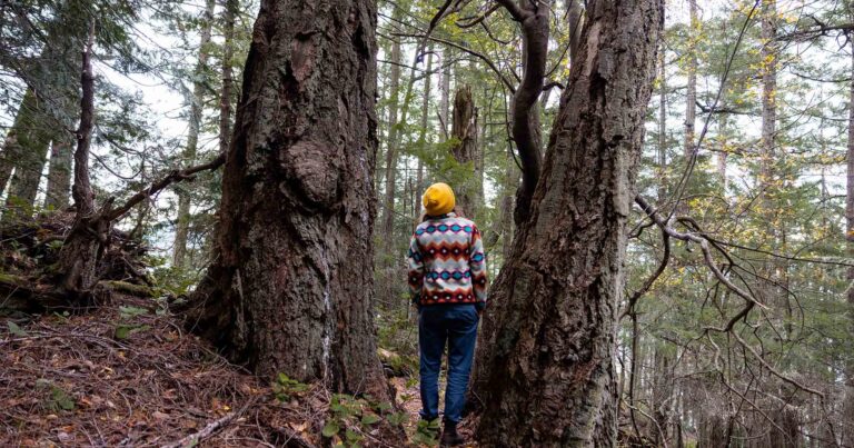 The Pender Islands Big Tree Registry is helping property owners connect with the forest