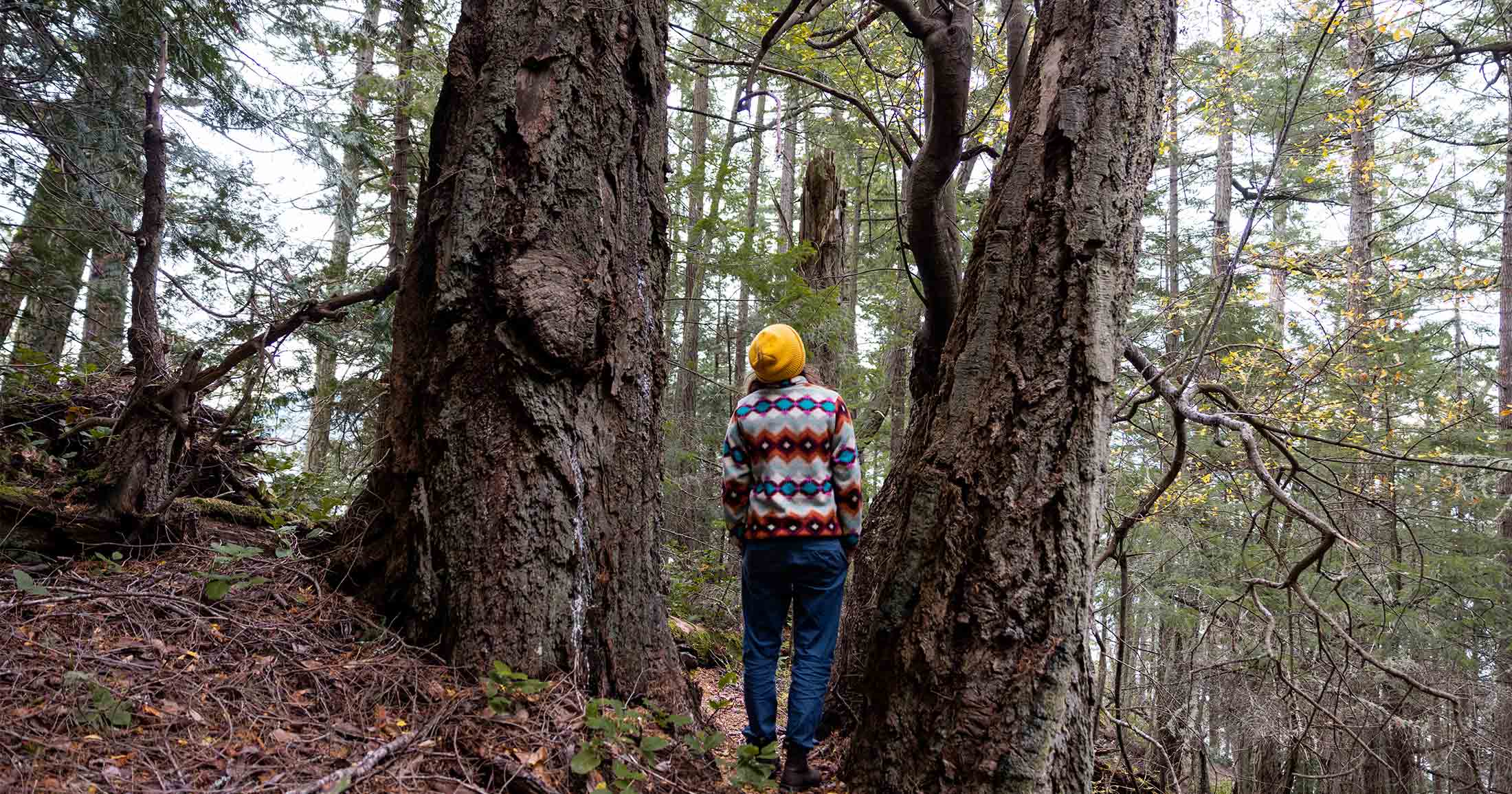 Shauna Doll walking between to large Coastal Douglas-fir trees.