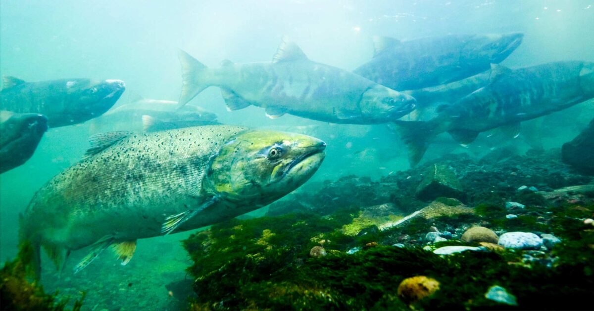 Chinook salmon swimming in a river.