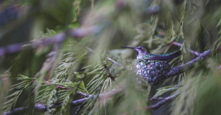 Annas Hummingbird sitting in it's nest in a cedar tree.