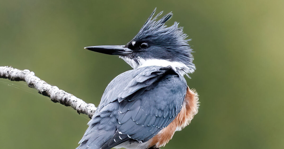 Close up of a Belted Kingfisher with trees in the background.
