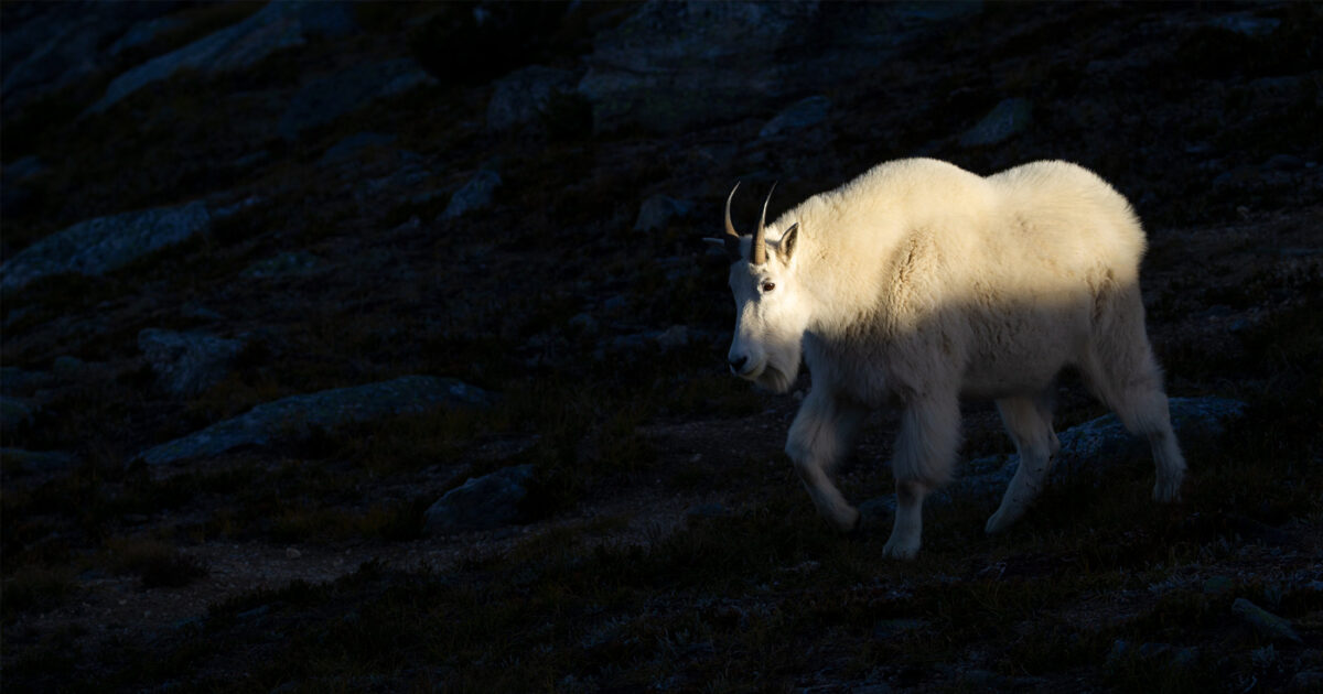 Mountain goat on a mountain at sunset.