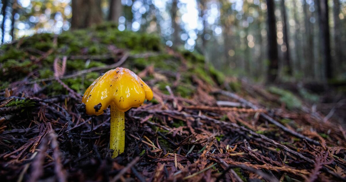 Yellow fungi coming out of a forest floor.