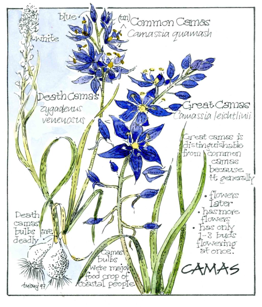 Scientific art of Camas flower.