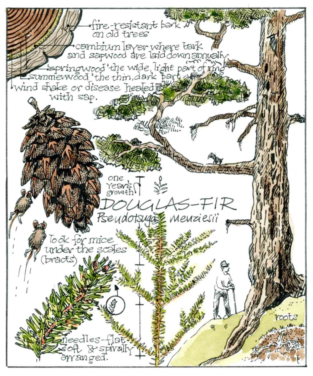 Scientific art of Douglas Fir trees.