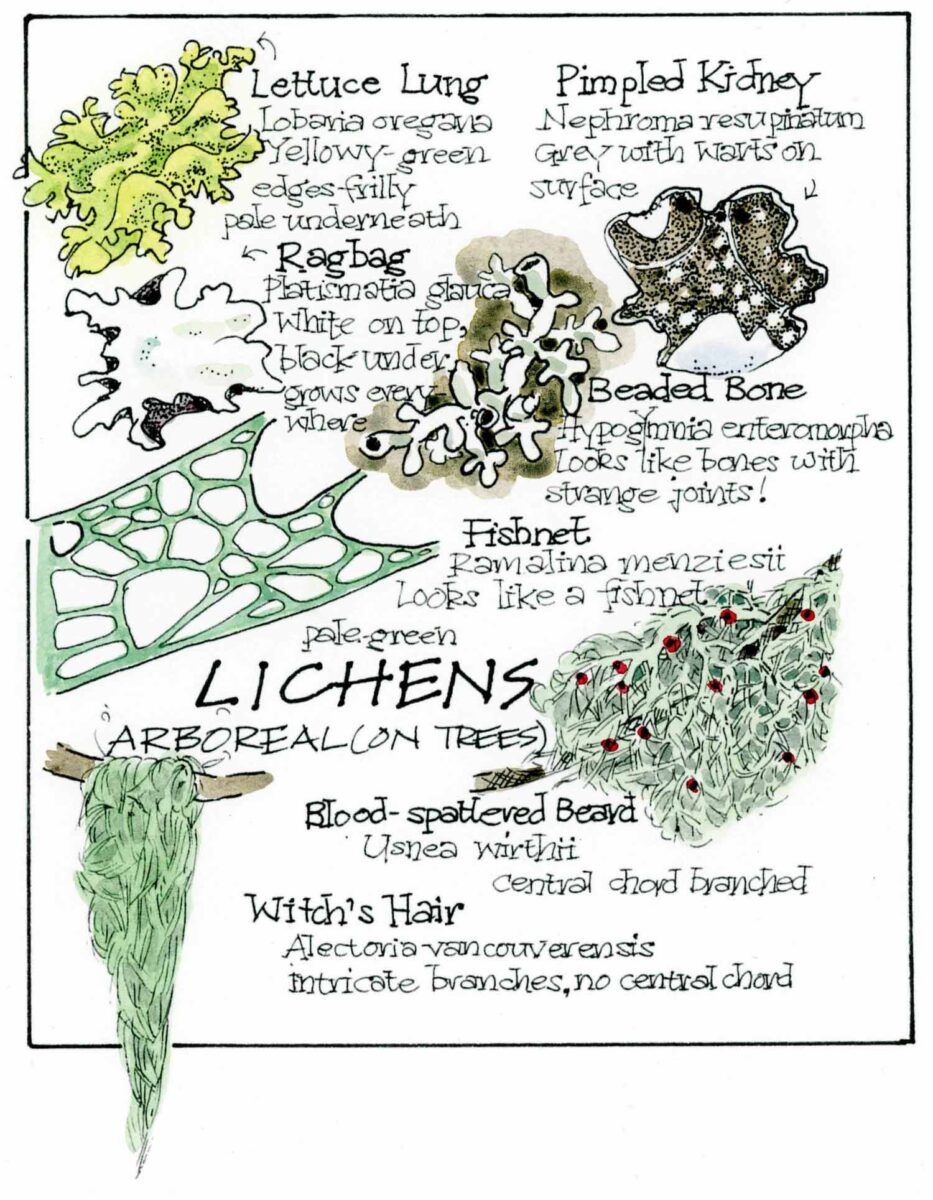 Scientific art of lichens.