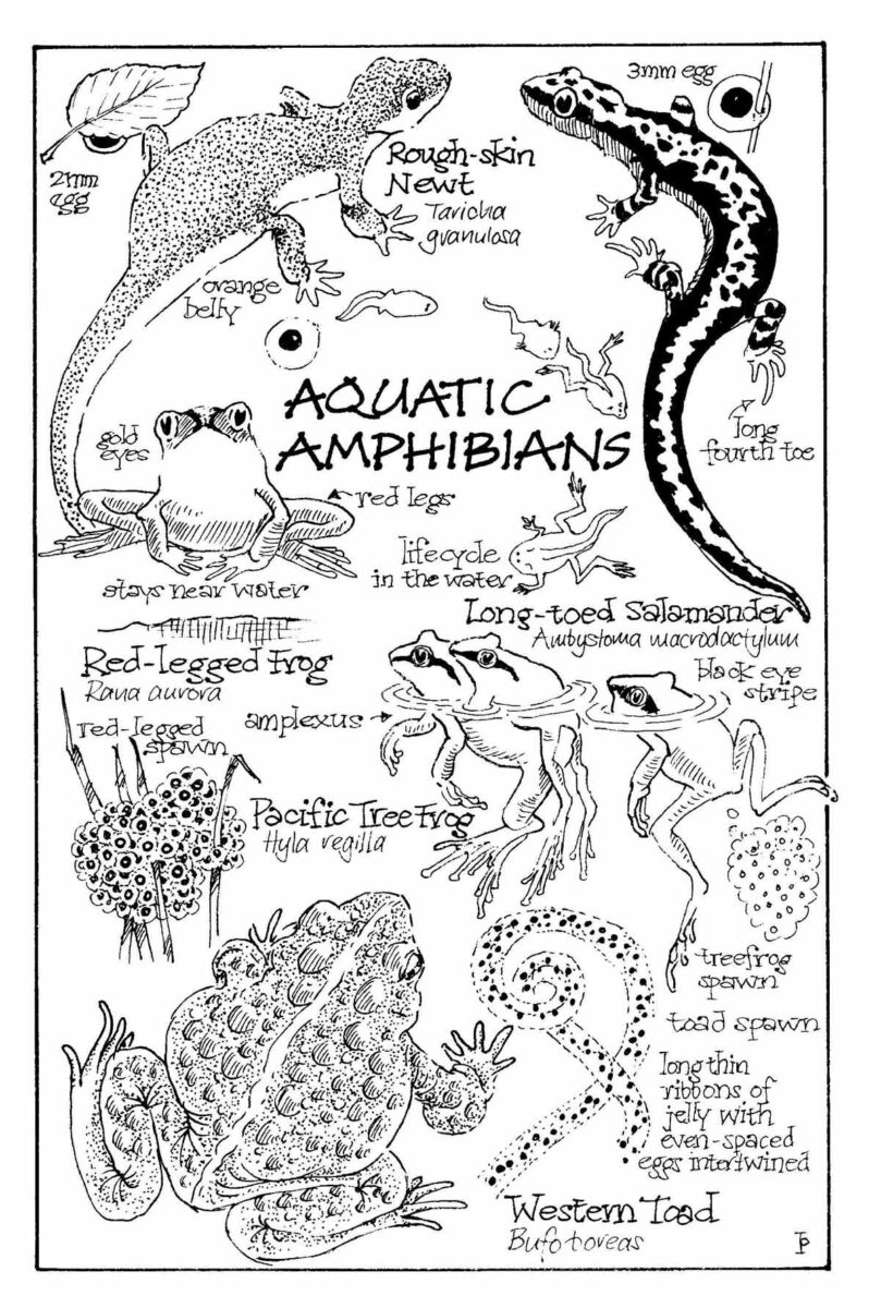 Scientific art of aquatic amphibians.
