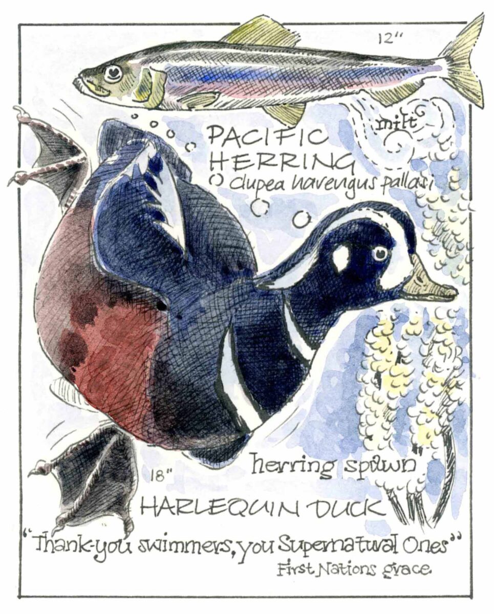 Scientific art of Pacific herring including a harlequin duck.