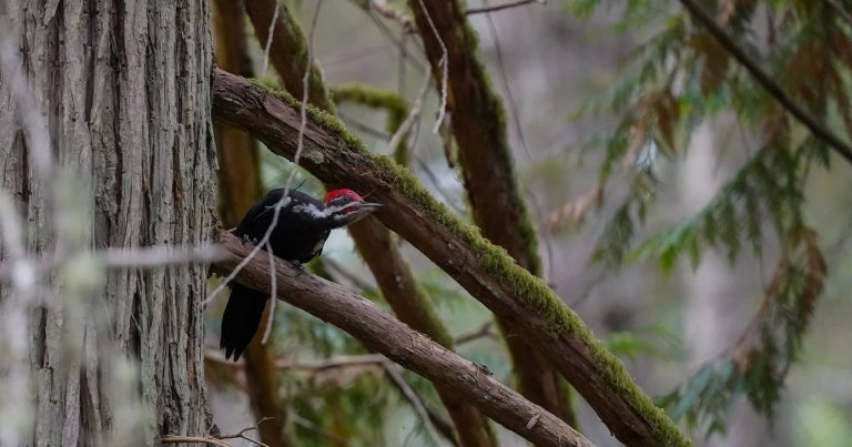 Pileated woodpecker in a cedar tree.