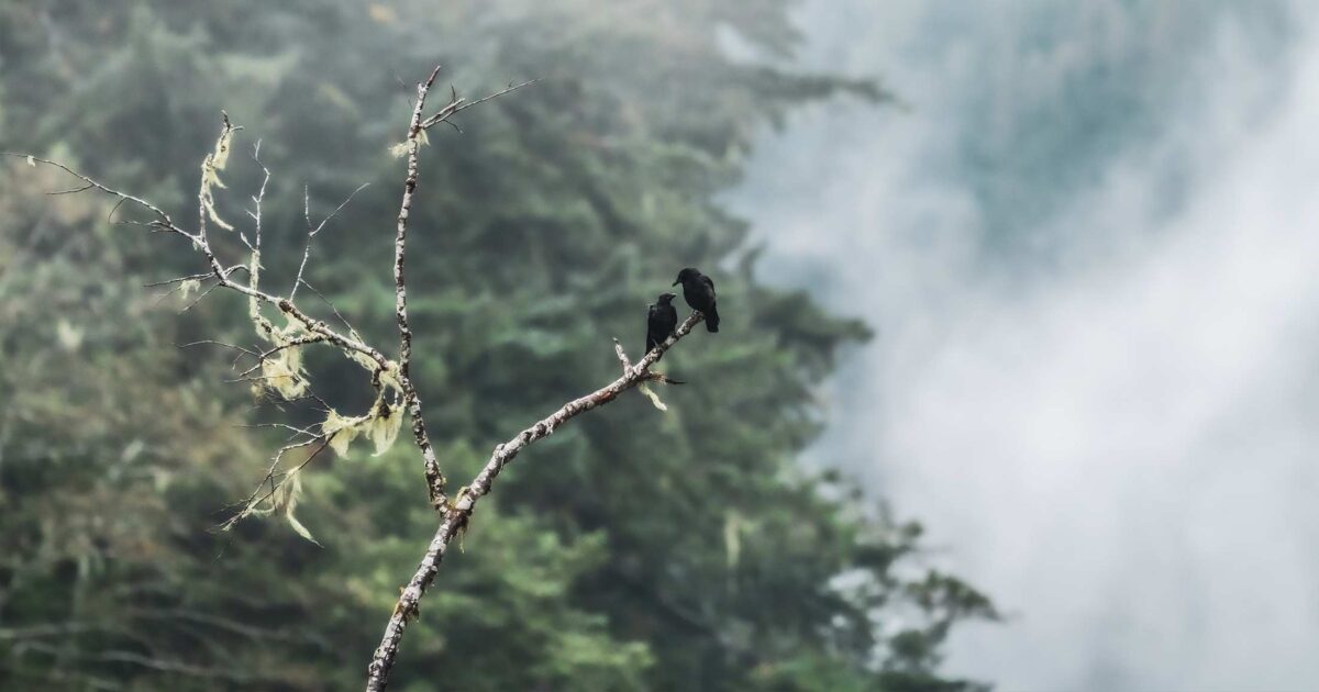 Two ravens on a branch in a misty estuary.