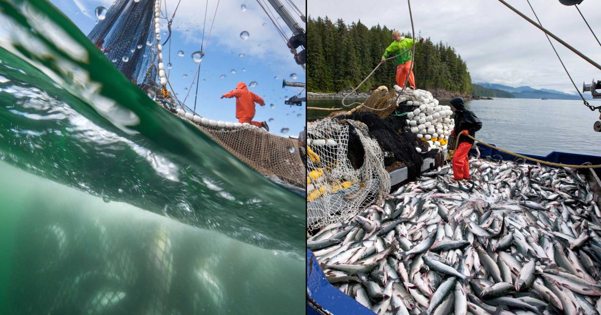 Side by side photos of underwater and above the a boat of nets and salmon being hauled aboard and workers scrambling.