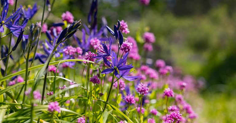 Camas and sea blush flowers in a field
