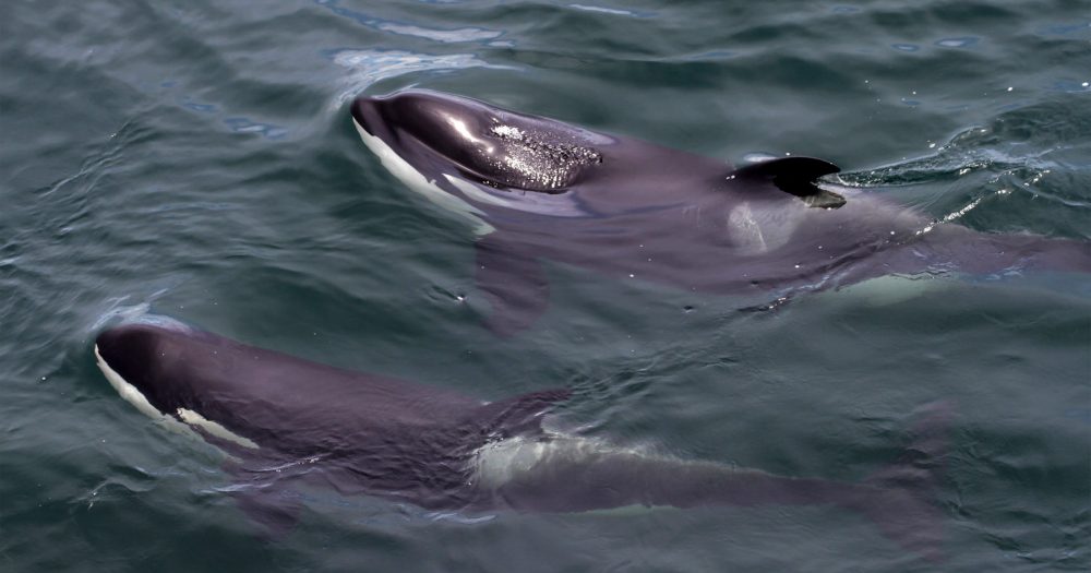 Two Southern Resident killer whales surfacing.