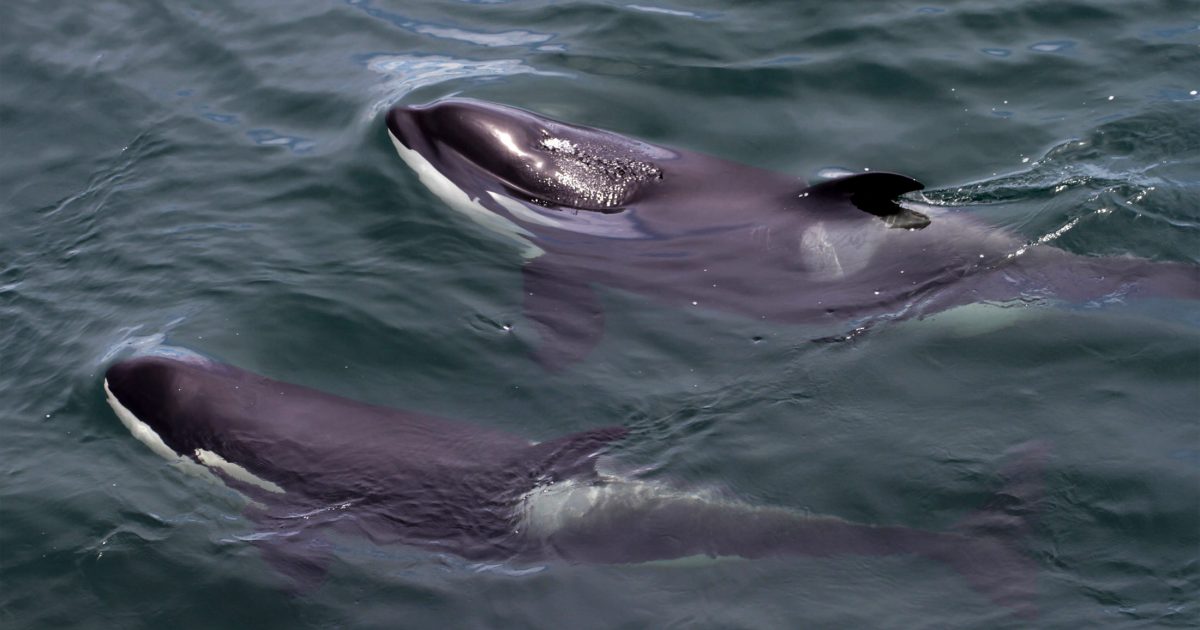 Two Southern Resident killer whales surfacing.