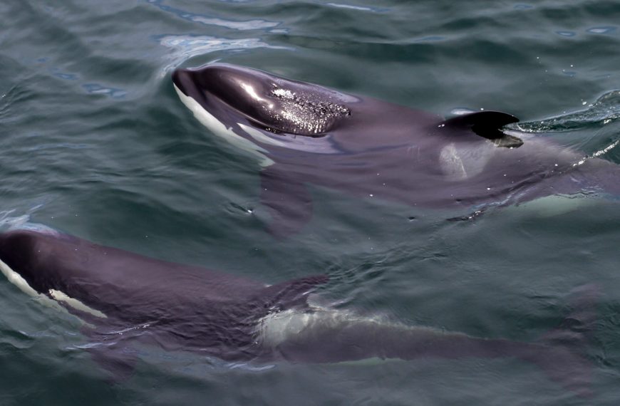 Two Southern Resident killer whales surfacing.