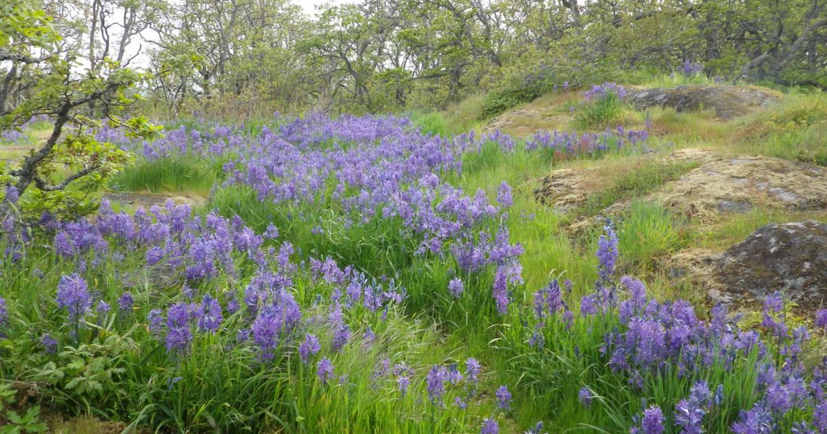Field of purple camas with a path through it