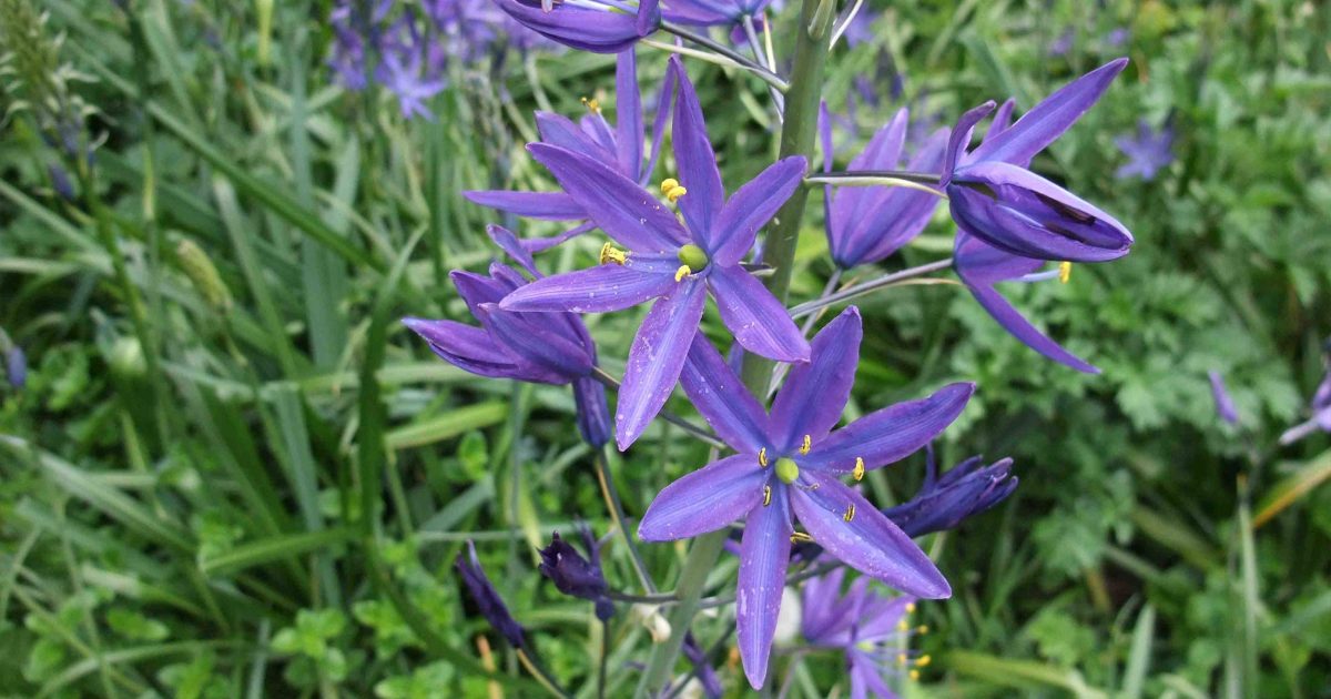 Purple camas flower up close.