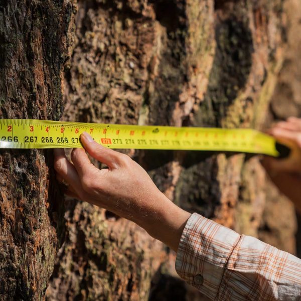 Holding a tape around a large Douglas-fir tree.