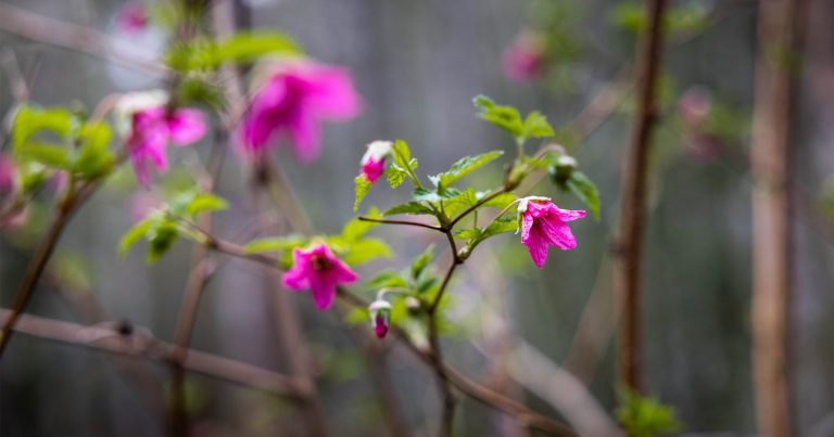 Salmonberry bush in bloom.