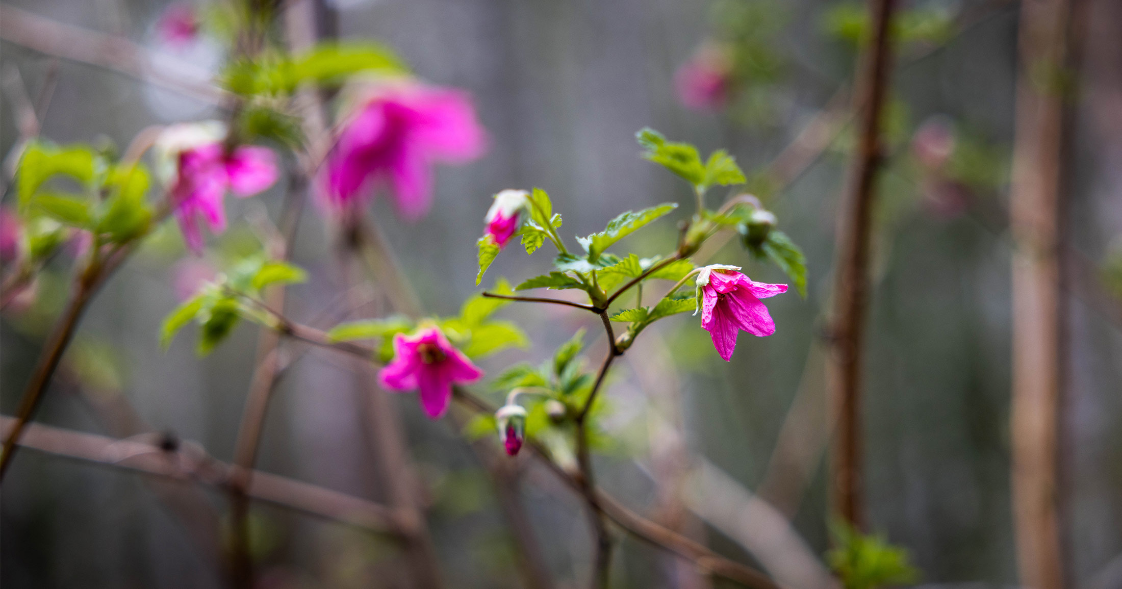 Salmonberry bush in bloom.