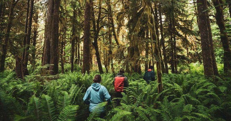 Three people walking through an old grown forest.