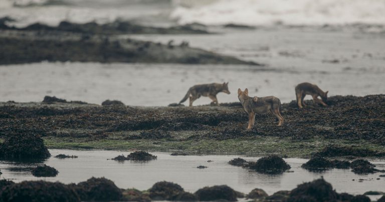 Three coastal wolves on a beach.
