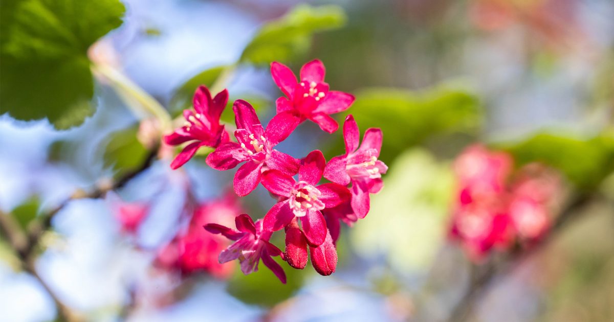 Red flowering currant.