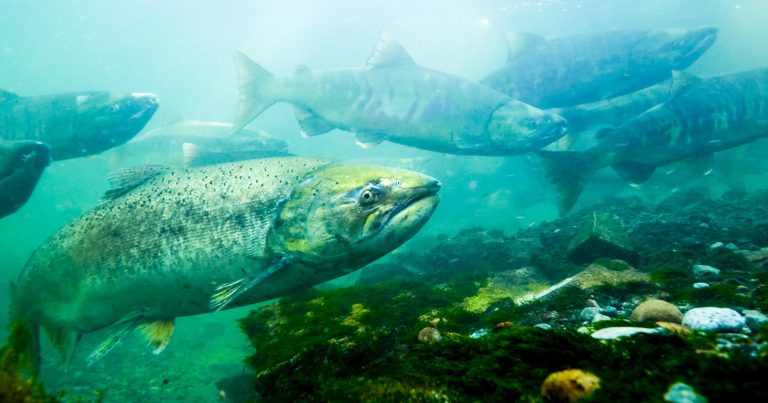 Many salmon swim by as seen from below in the green blue light of the sun.