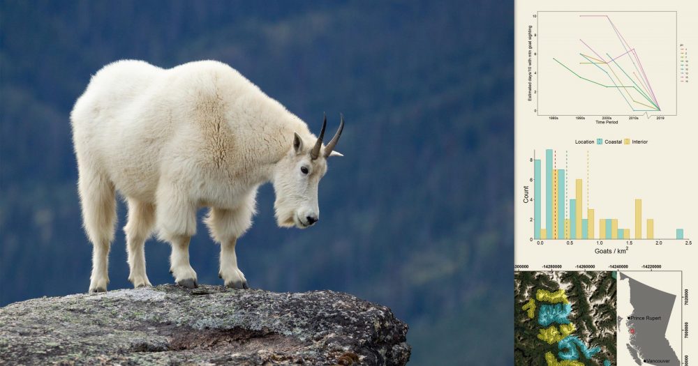 A Mountain Goat stands on a rocky knoll with some graphs and charts floating over on the right.