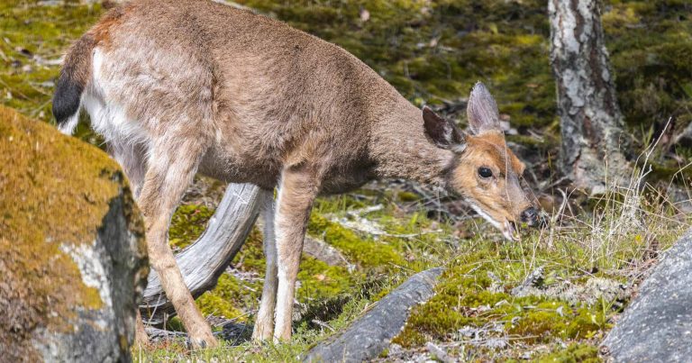 Heavily grazed understory with a deer eating grass.