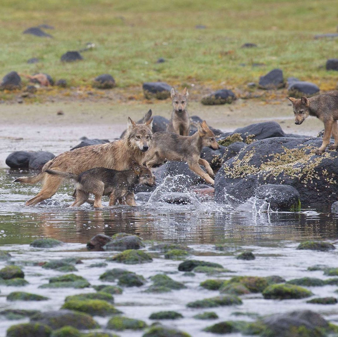 Wolves playing in the intertidal.