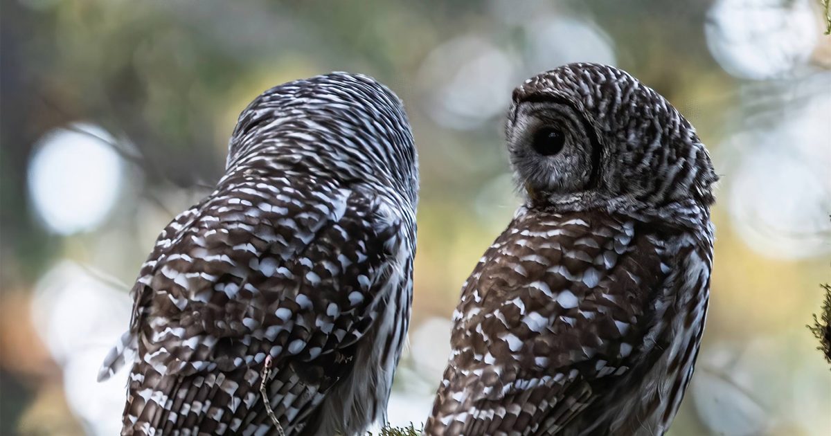 Two owls looking at each other in the forest