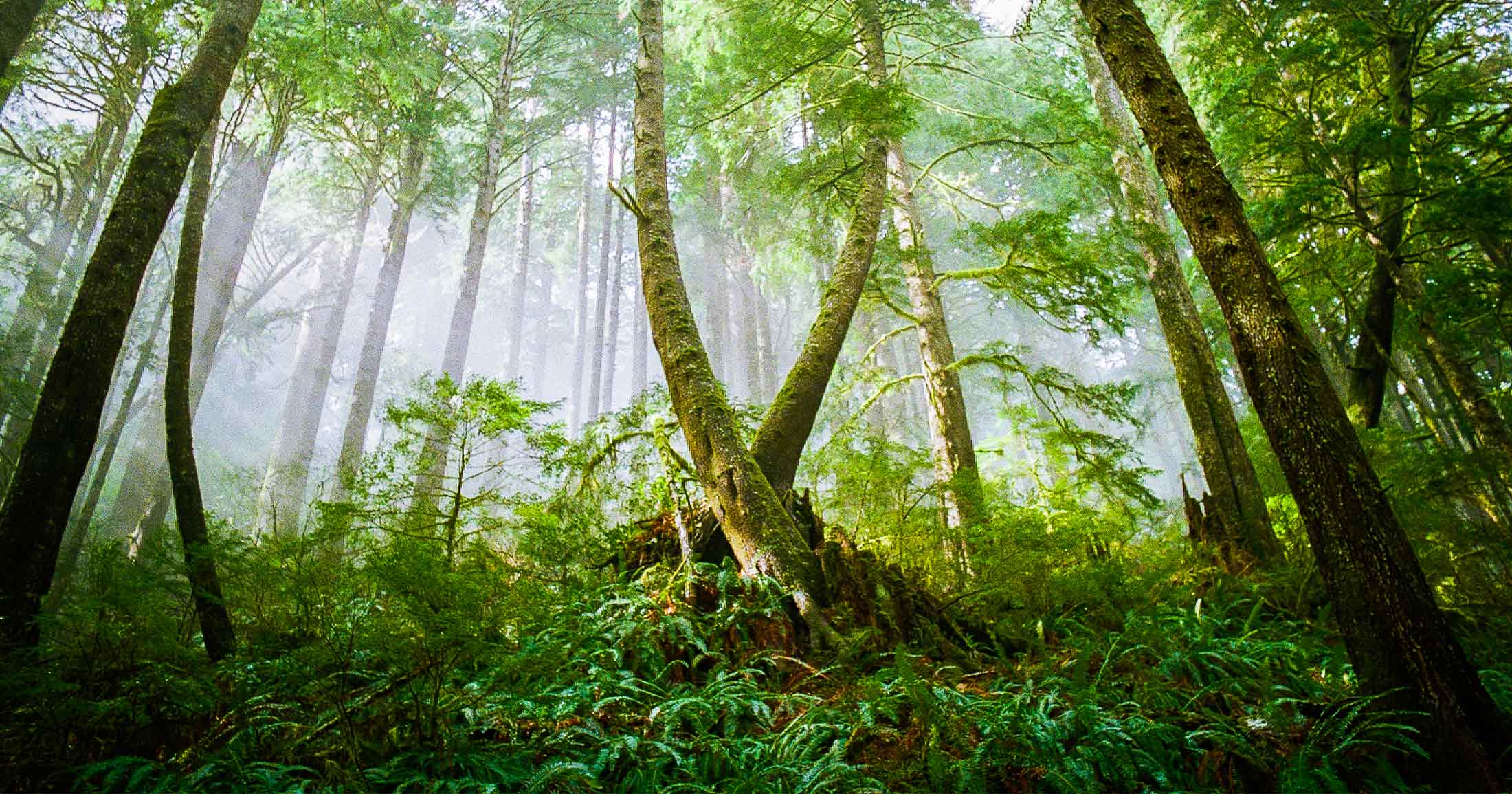 Forest on a foggy day