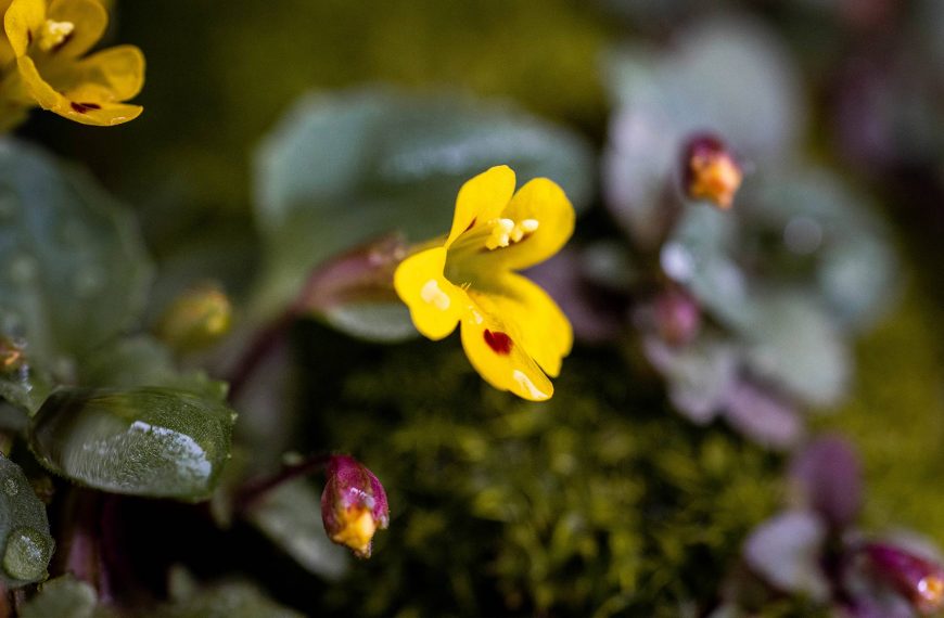 Yellow flower growing out of moss