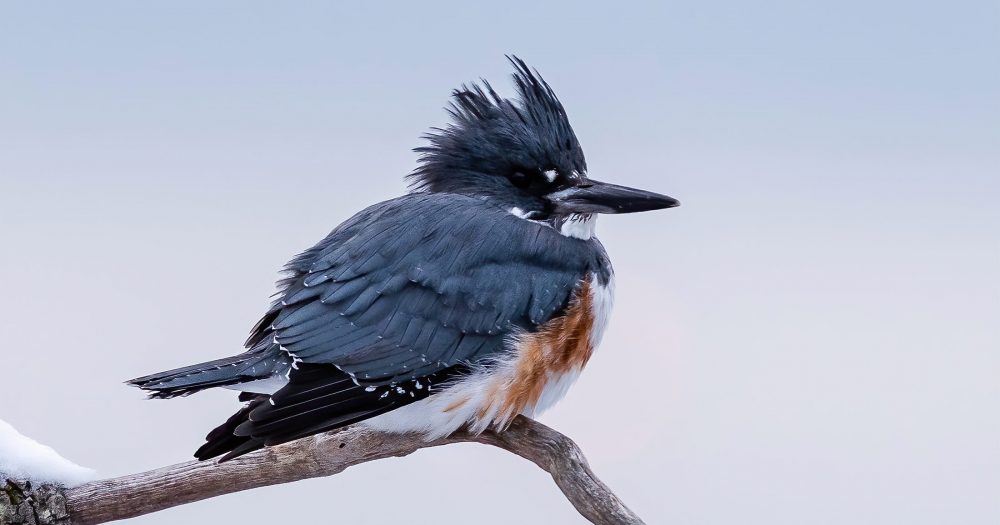 All we want for the holidays is a belted kingfisher in a fir tree!
